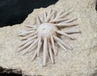 Salenia Urchin Fossil - Late Cretaceous #12947-2